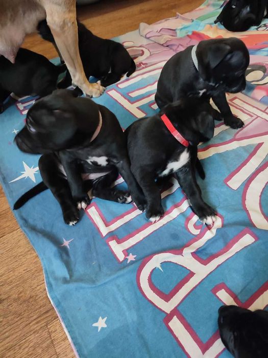 Продаж цуценят Американського стаффоршидського терьера