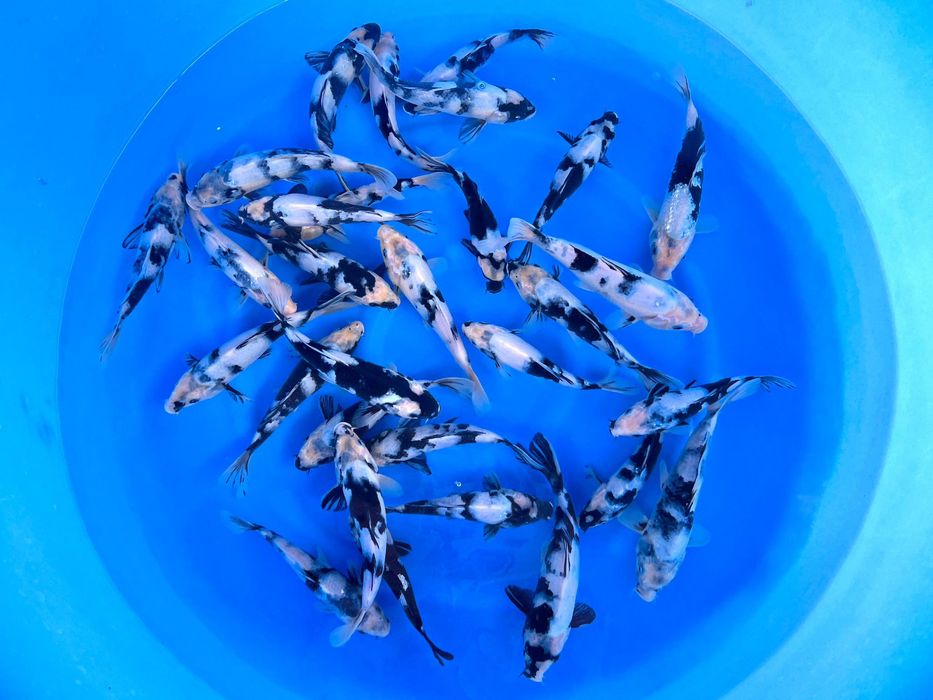 Importowane karpie koi - WYSYŁKA - luty Gdańsk