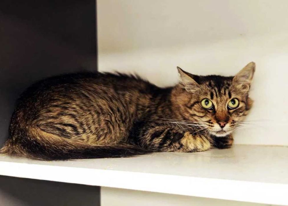 Дуже ніжна киця, кішка, кішечка Рися – у пошуках домівки!