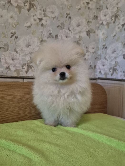 Померанський шпіц. 2 міс.Хлопчик.