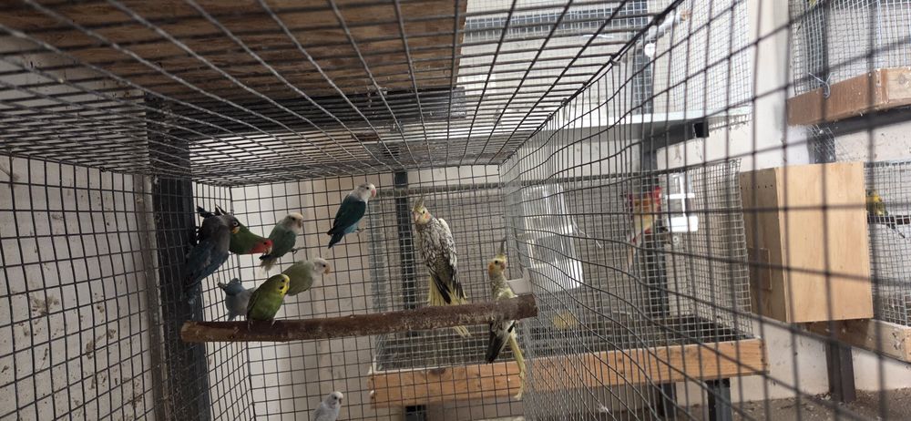 Varias aves para venda.
