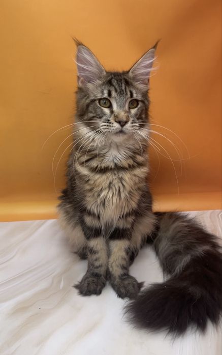 Класический окрас малышка