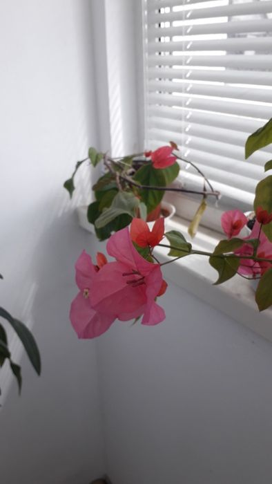 Бугенвіліят  найпростіша в уході