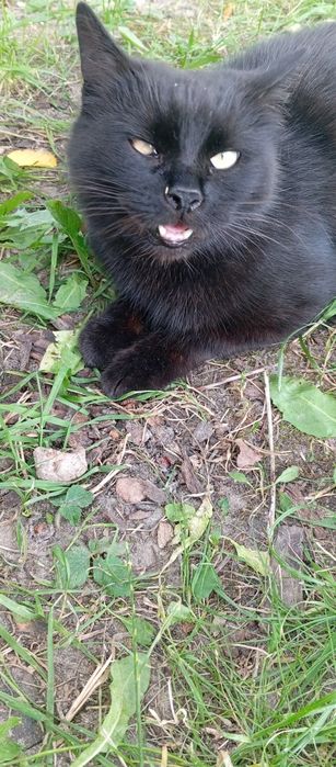 Дуже милий котик - в  дбайливу сім"ю.