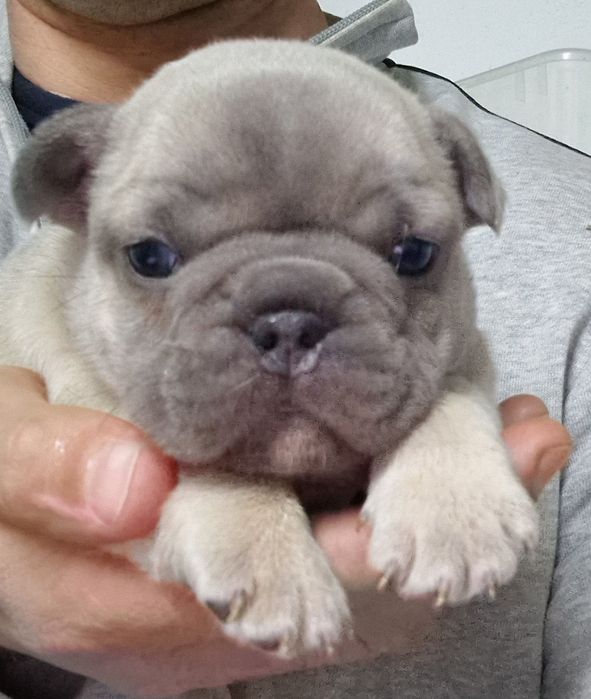 Bulldog Francês macho Blue Fawn