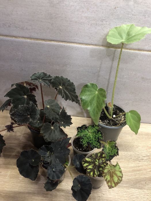 Кімнатні рослини, недорого.