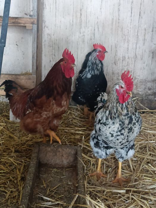 Sprzedam koguty  50zl.