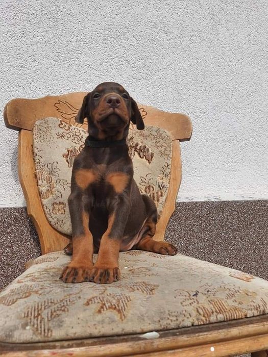 Шикарные мальчишки и днвчёнки добермана КСУ-FCI