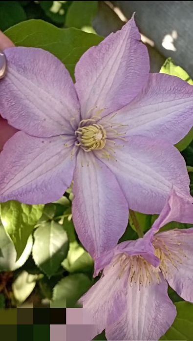 Клематис бузковий ранній велика квітка