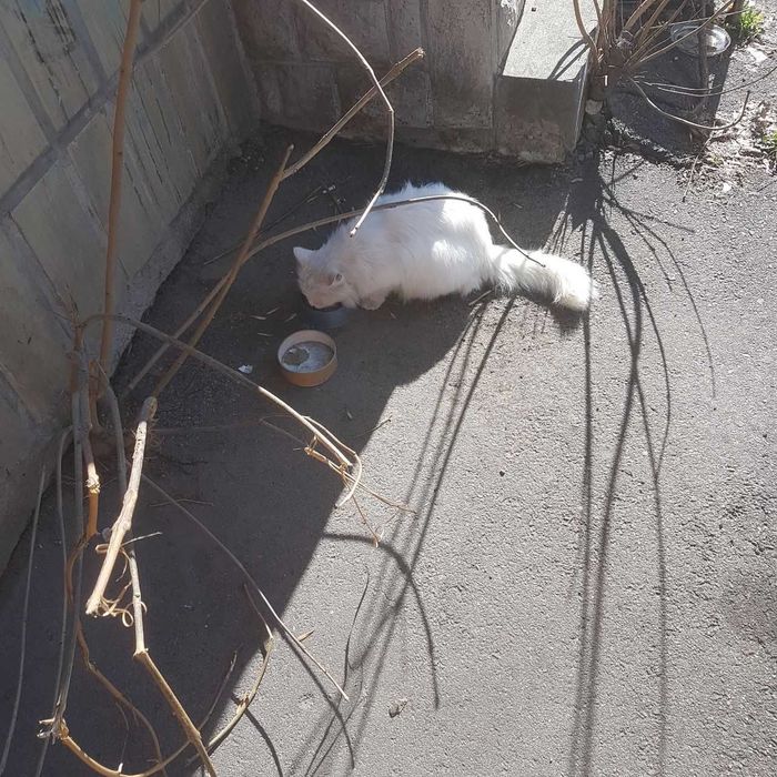 Пропала киця! Васильківська