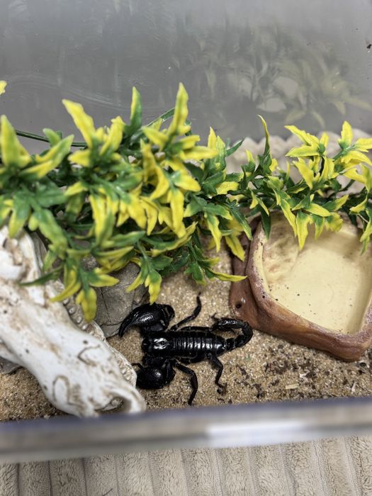 Декор в терраріум / акваріум , укриття, аксесуари