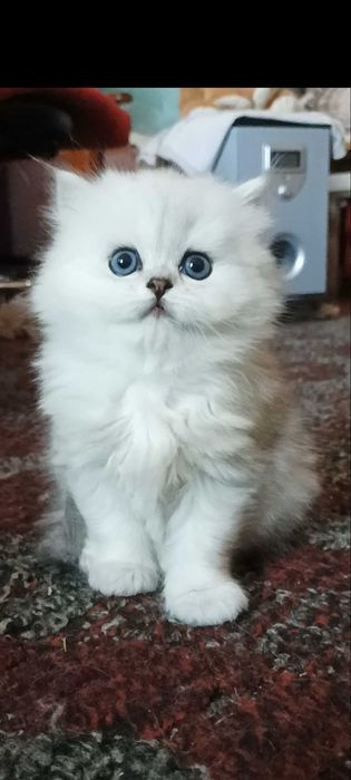 Серебристая шиншилла девочка белая