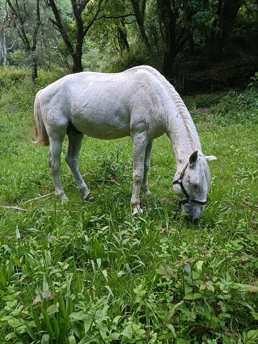Vendo cobriçoes cavalo lusitano