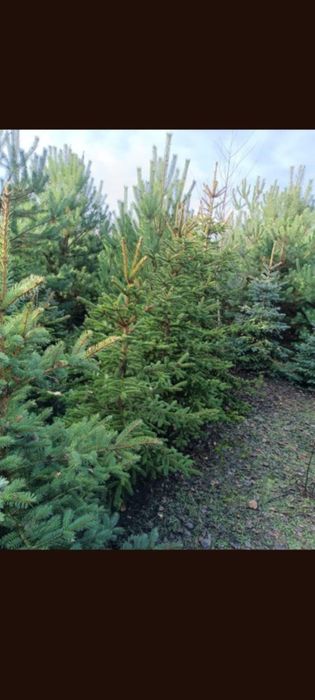 Choinki Świąteczne