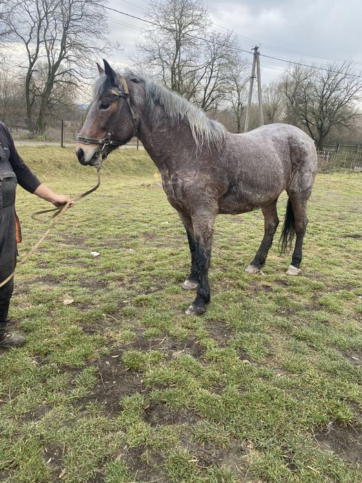 Продам добру кобилу