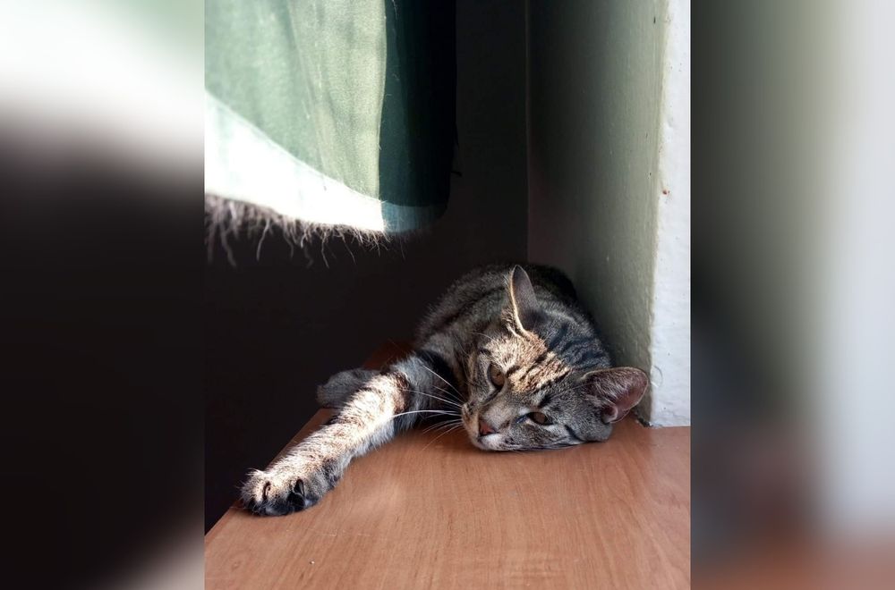 Śliczne kocie cudo szuka domu!