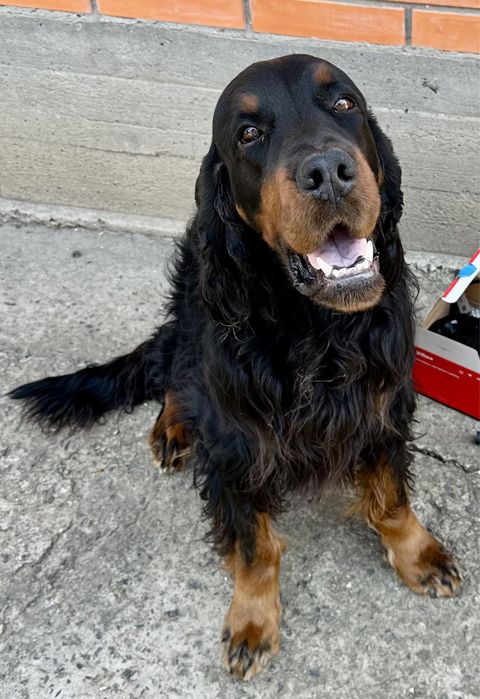 Вязка, кобель Гордон ищет невесту