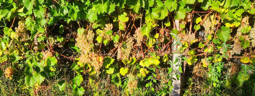 Vides de Videira para Plantar - Uva Vinícola