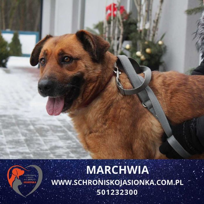 Marchwia do adopcji Schronisko Jasionka