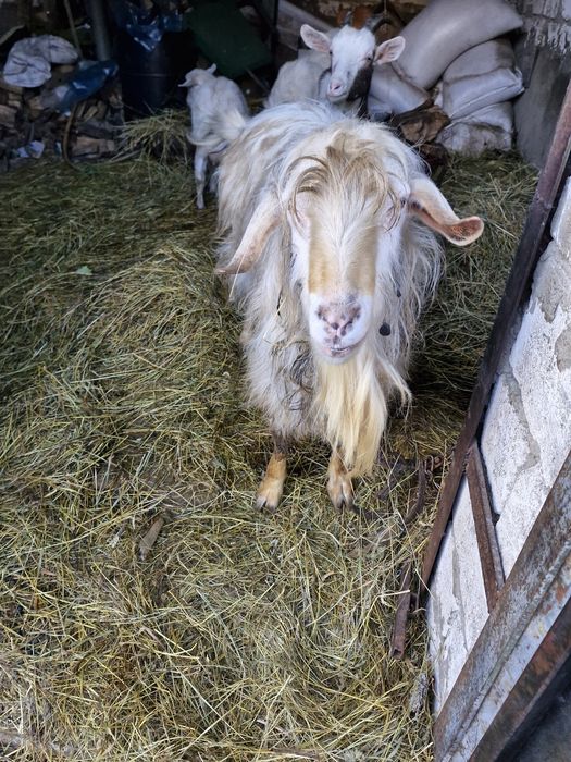 Цап/кози/козенятп