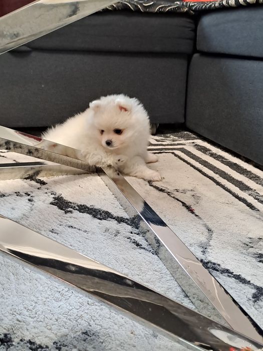 Szpic miniaturowy  suczka