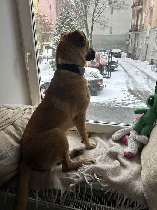 Suczka Saba czeka na dom