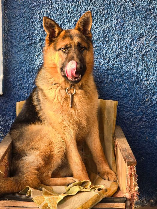 НІМЕЦЬКА ВІВЧАРКА! Цуценята з гарною родовою!