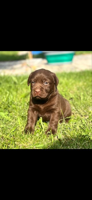 Labrador Retriever