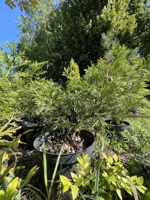 Туєвик долотоподібний, імператорське дерево