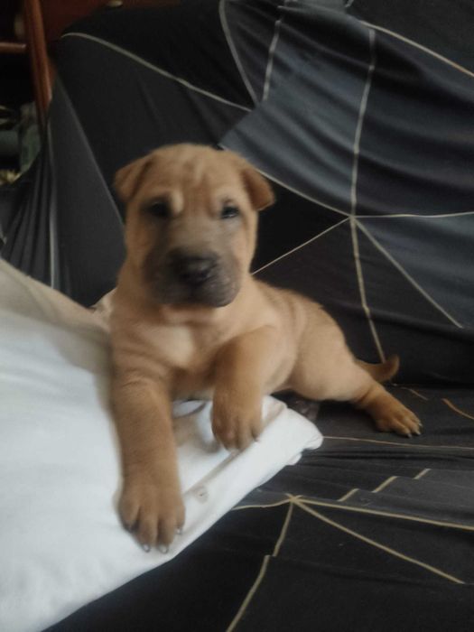 Menino com 2 mêses de idade