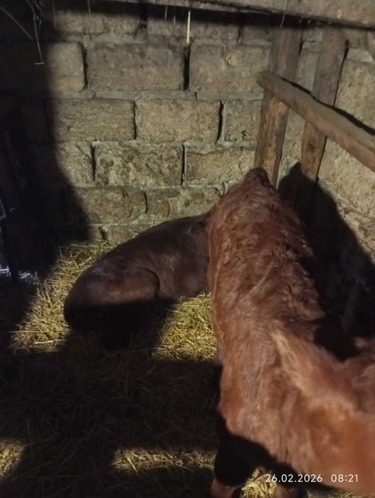 Телята телки 2-3 недели .