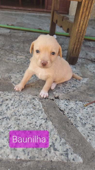 Bebés amorosos para adoção