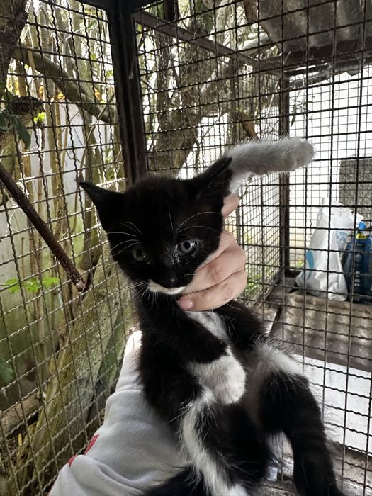 Gatos bebes/ cerca de 2 meses