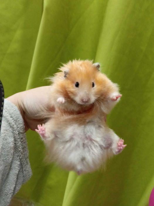 Chomik syryjski długowłosy oraz krotkowlosy