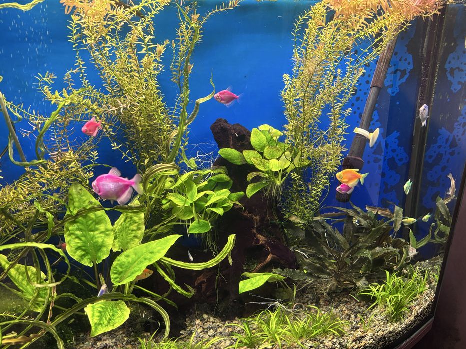 Аквариум с тумбой и всеми принадлежностями.