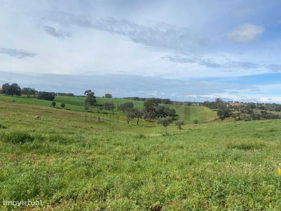 Terreno Rustico com Olival em Vila Nova de São Bento - Serpa