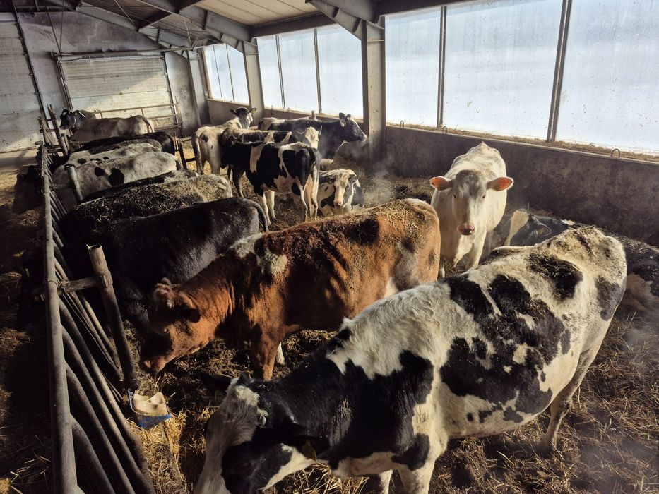 Jałowki wysokocielne