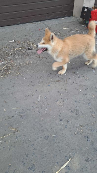 Akita inu suczka
