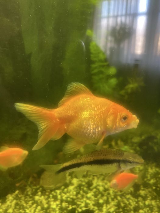 Продам рыбки аквариумные