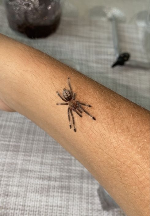 Psalmopeus irminia L3 + (Zestawy na start)