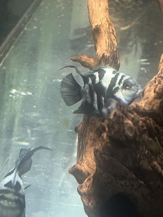 Casal Hybrid Blue Tiger Parrot fish Adultos!