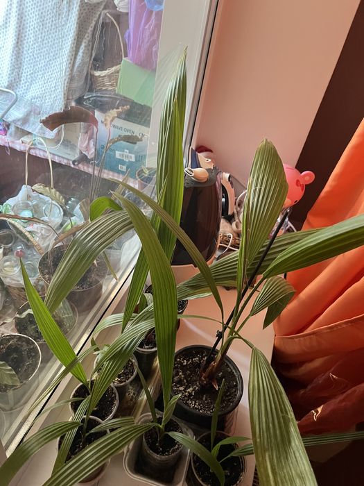 Пальма вашингтония нитеносная