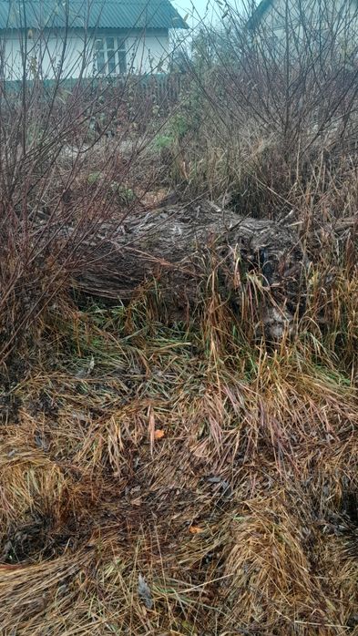 Віддам верби в наявності 10штук