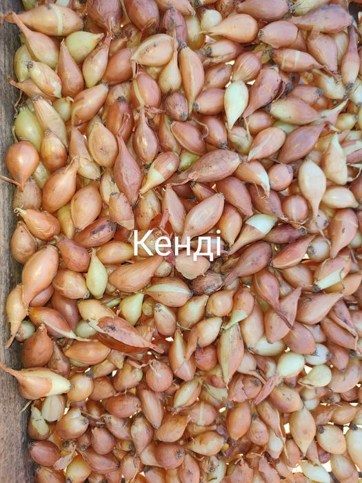 Озима цибуля саджанка, лук севок, сіянка, димка Радар, Штутгарт, Сноуб