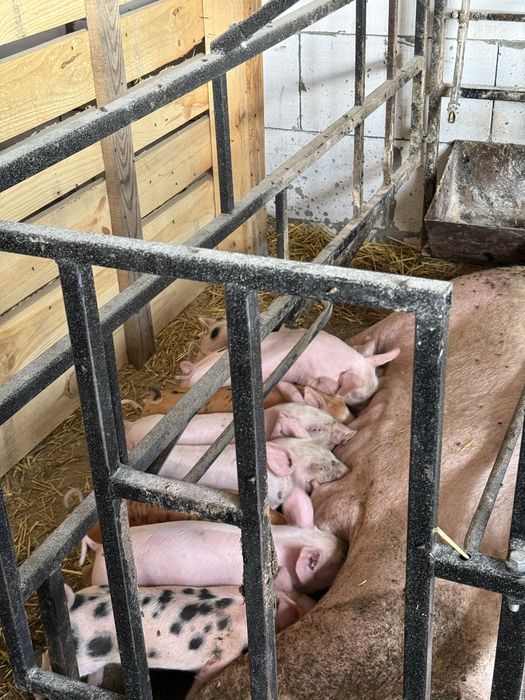 Продам поросят, 12+ кг — 300 грн/кг Богодухів