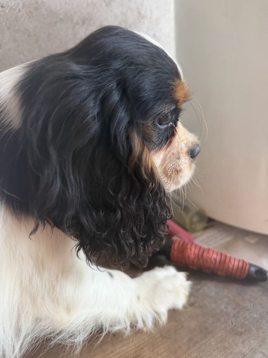 Cavalier King Charles Spaniel