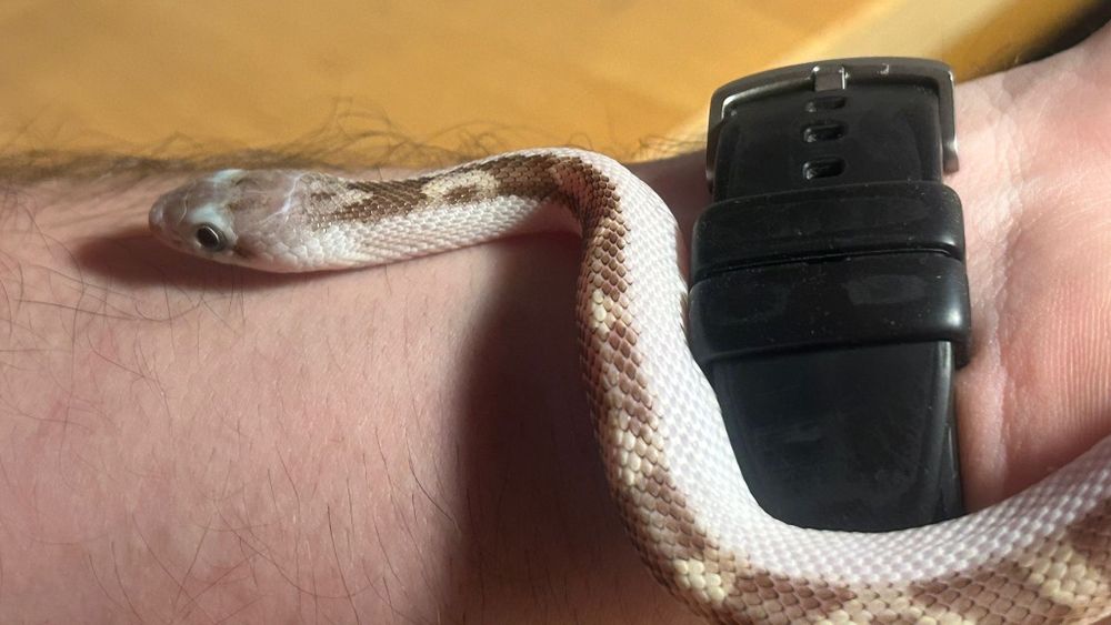 Obsoleta white sided samica