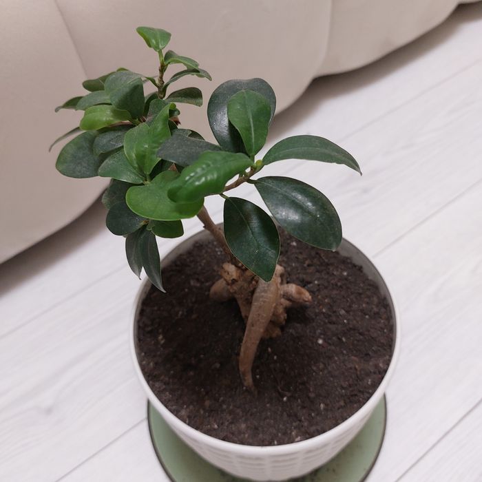 Фікус Генсенг  Бонсай