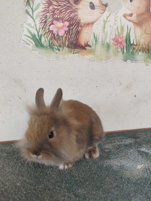 Coelhos Anões Mini Lionhead