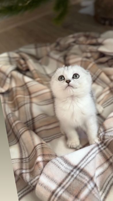 Срібна шиншилка породиста шотландка киця дівчинка вис од